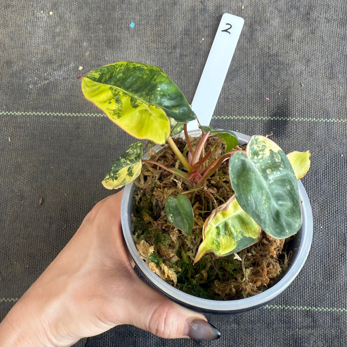 【再入荷】フィロデンドロン・ビレッティア 斑入り 3.5号サイズ