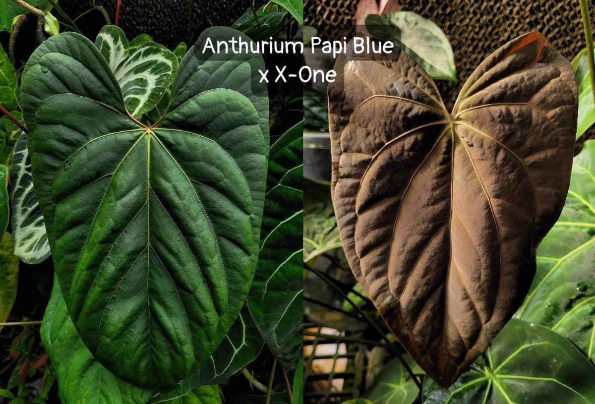 アンスリウム Anthurium 'Blue papillilaminum’ × ‘X-One’