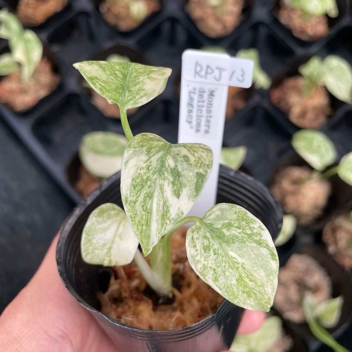 モンステラ デリシオーサ レガシ 観葉植物 極上斑モンステラ