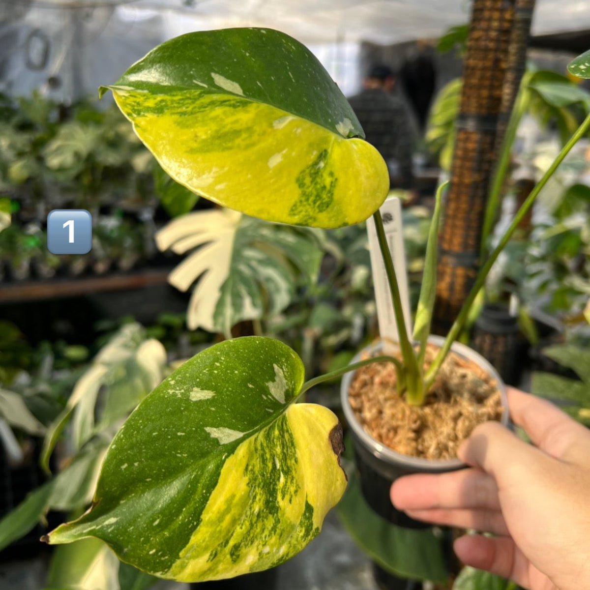 奇抜株‼️モンステラ　デリシオーサ　スコーピオン❣️大株‼️限定一鉢❣️ モンステラ デリシオーサ 'タイコンステレーション セレクト' | GREEN LUCK