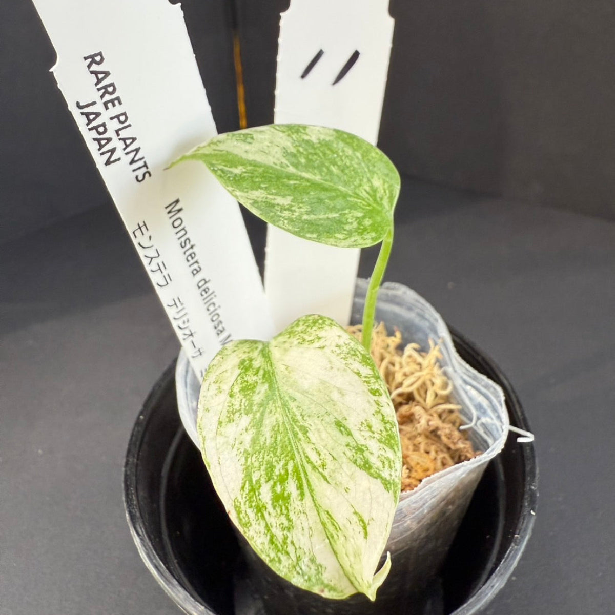 【選択可能】モンステラ デリシオーサ  'ミント 斑入り' 順化済み 2号