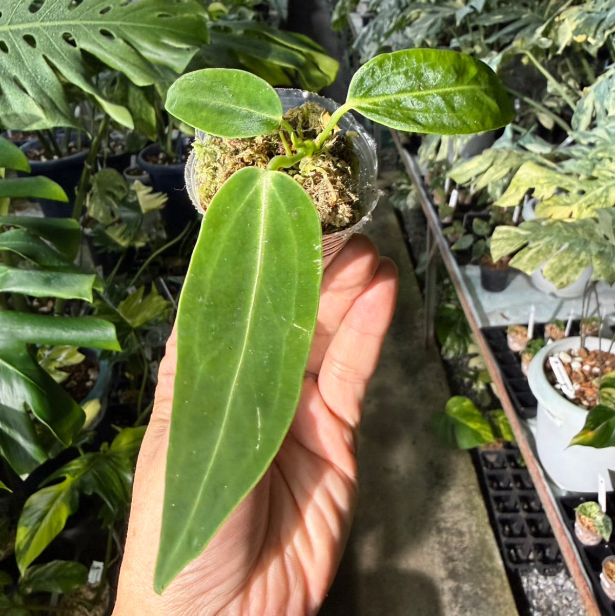 【再入荷】アンスリウム　ワロクアナム　2号ポリポット