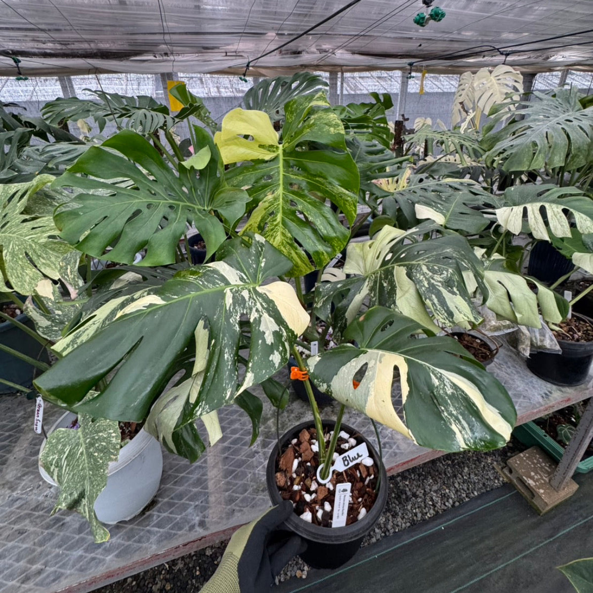 日本初?/激レア】モンステラ デリシオーサ 'ブルーミント' – RARE