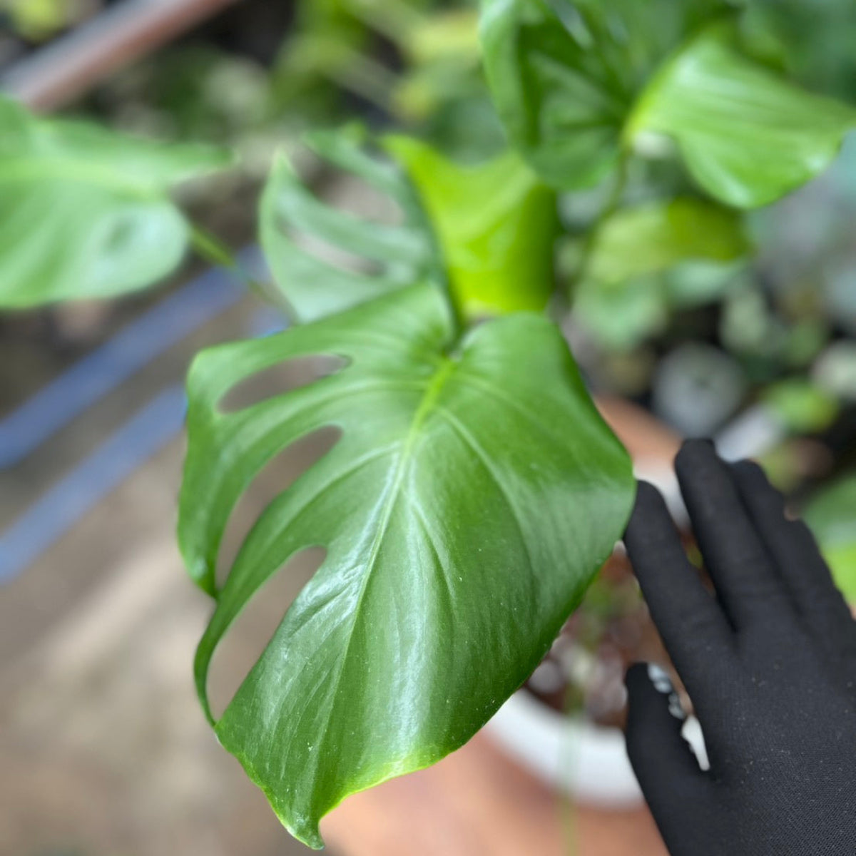 初出品【セレクト】モンステラ　デリシオーサ 'グリーンオングリーン'　