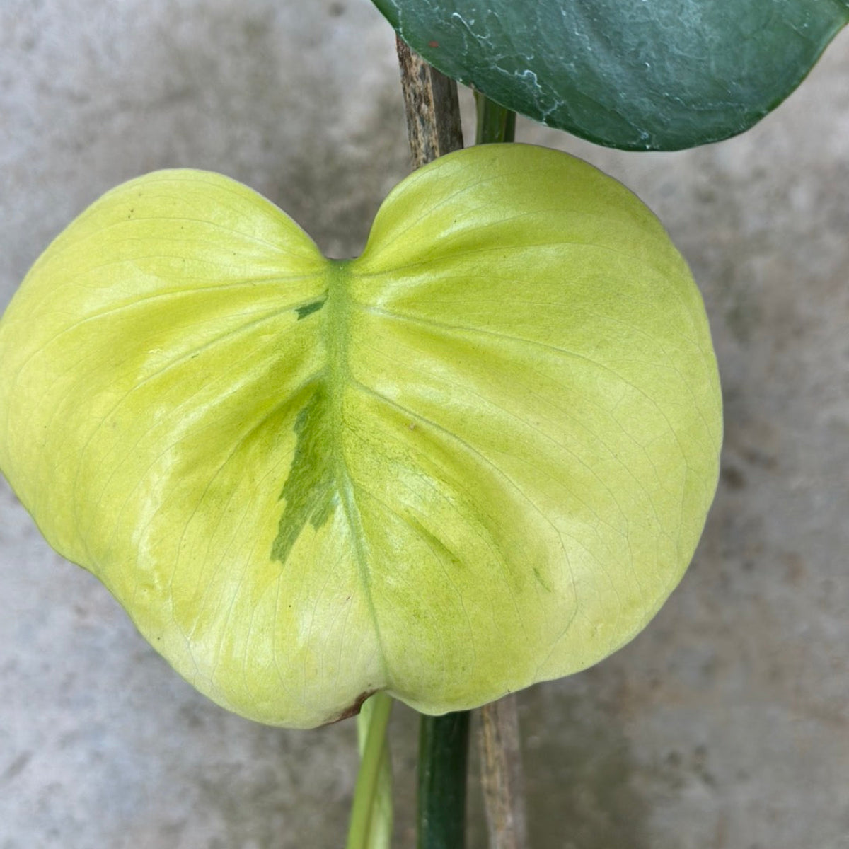 【Live販売】 73番　モンステラ・デリシオーサ 'グリーンマッチャ'