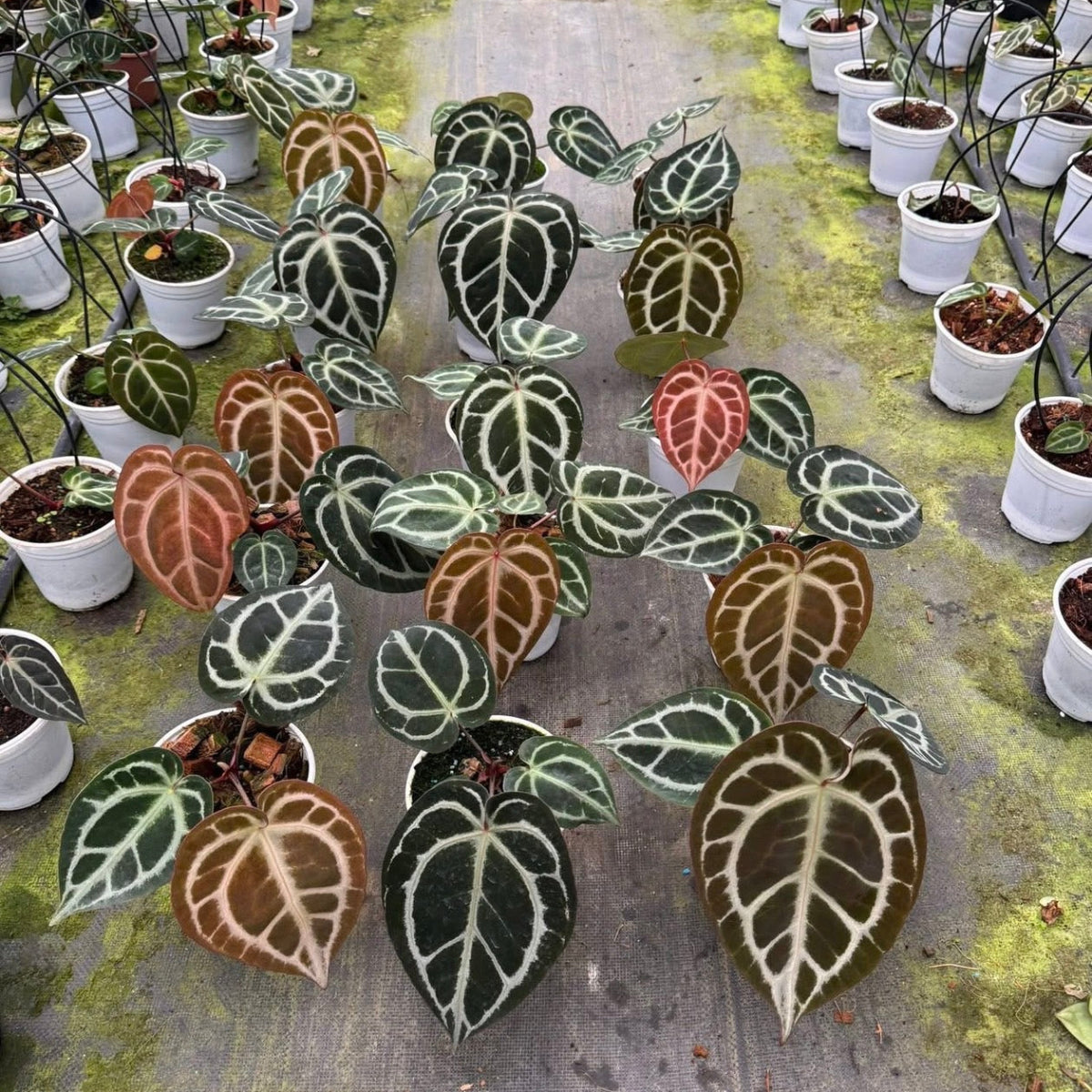 アンスリウム Anthurium (magnificum × ‘Black Velvet’) × crystallinum × ‘Michelle’ F3