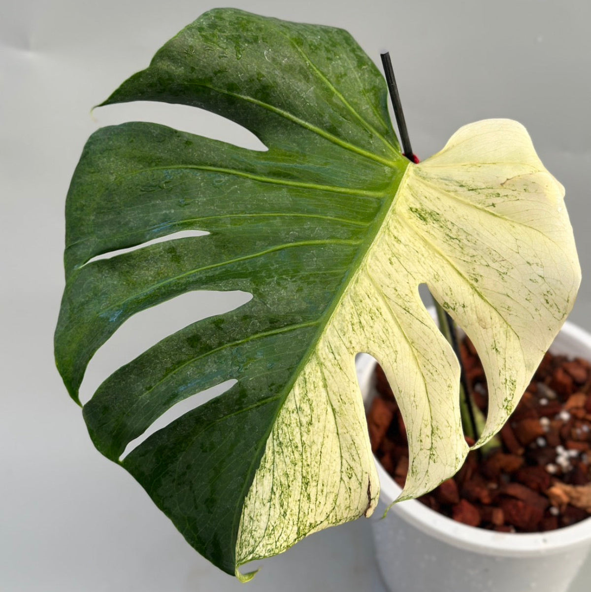 観葉植物 – RARE PLANTS JAPAN (レアプランツジャパン)