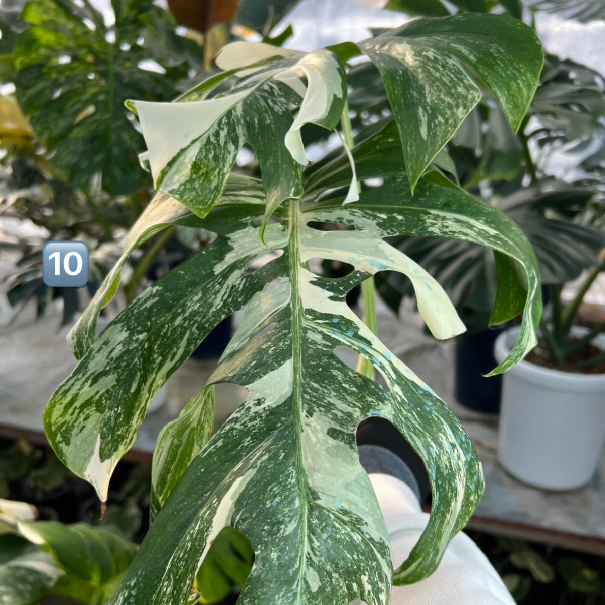 【選抜】モンステラ・デリシオーサ var.ボルシギアナ 'アルボ(ホワイトタイガー)'