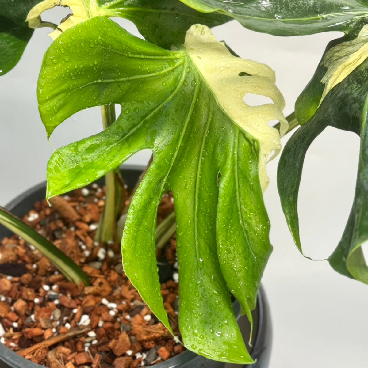 予約販売6-410】モンステラ デリシオーサ 'コントルタ' – RARE PLANTS