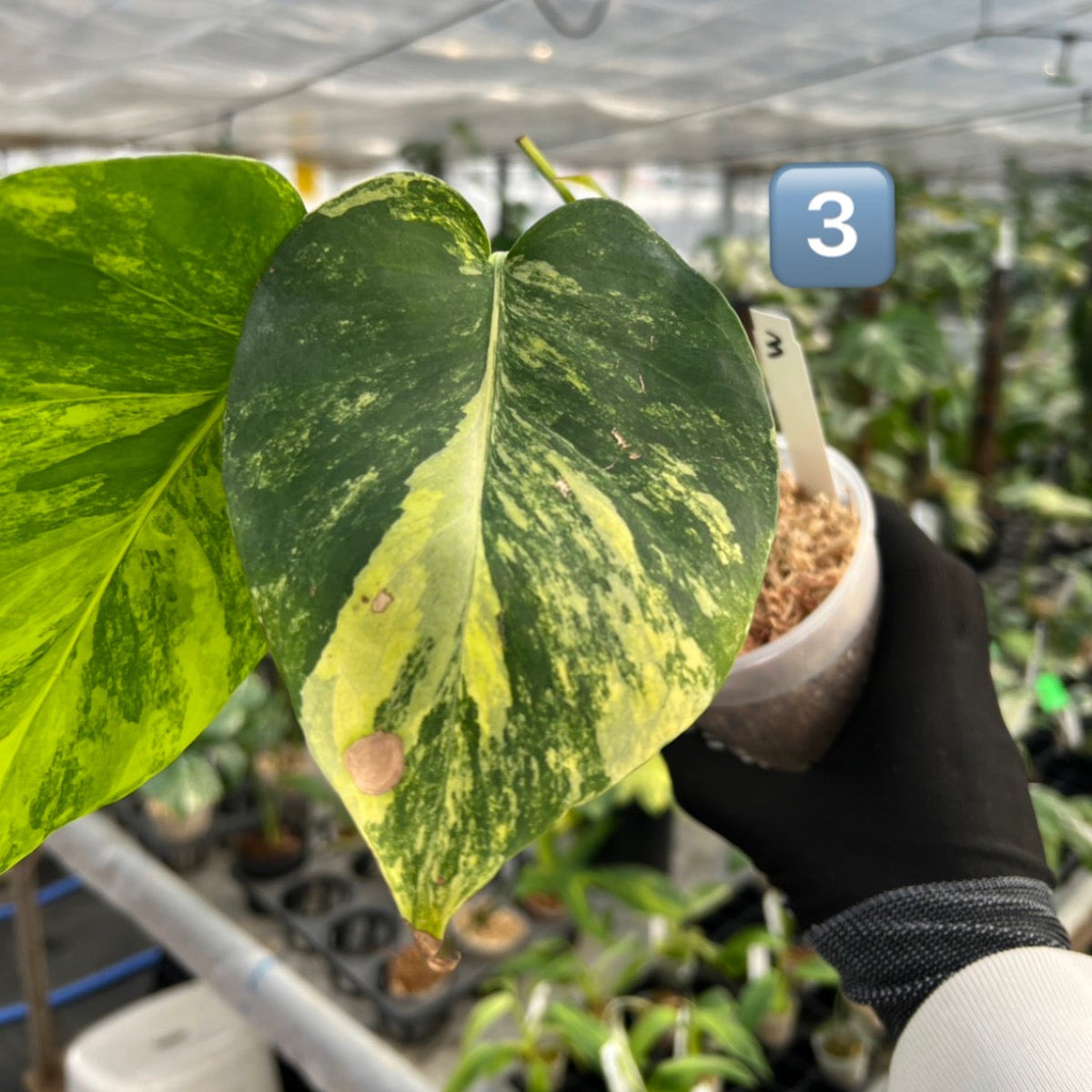 【初出品/コレクション】モンステラ デリシオーサ 'ポンポン'