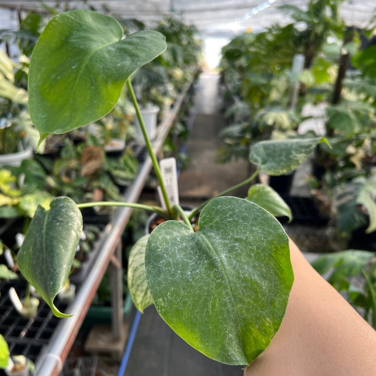 50%OFF【選抜株】モンステラ・デリシオーサ 'ホワイトモンスター' 3.5号サイズ