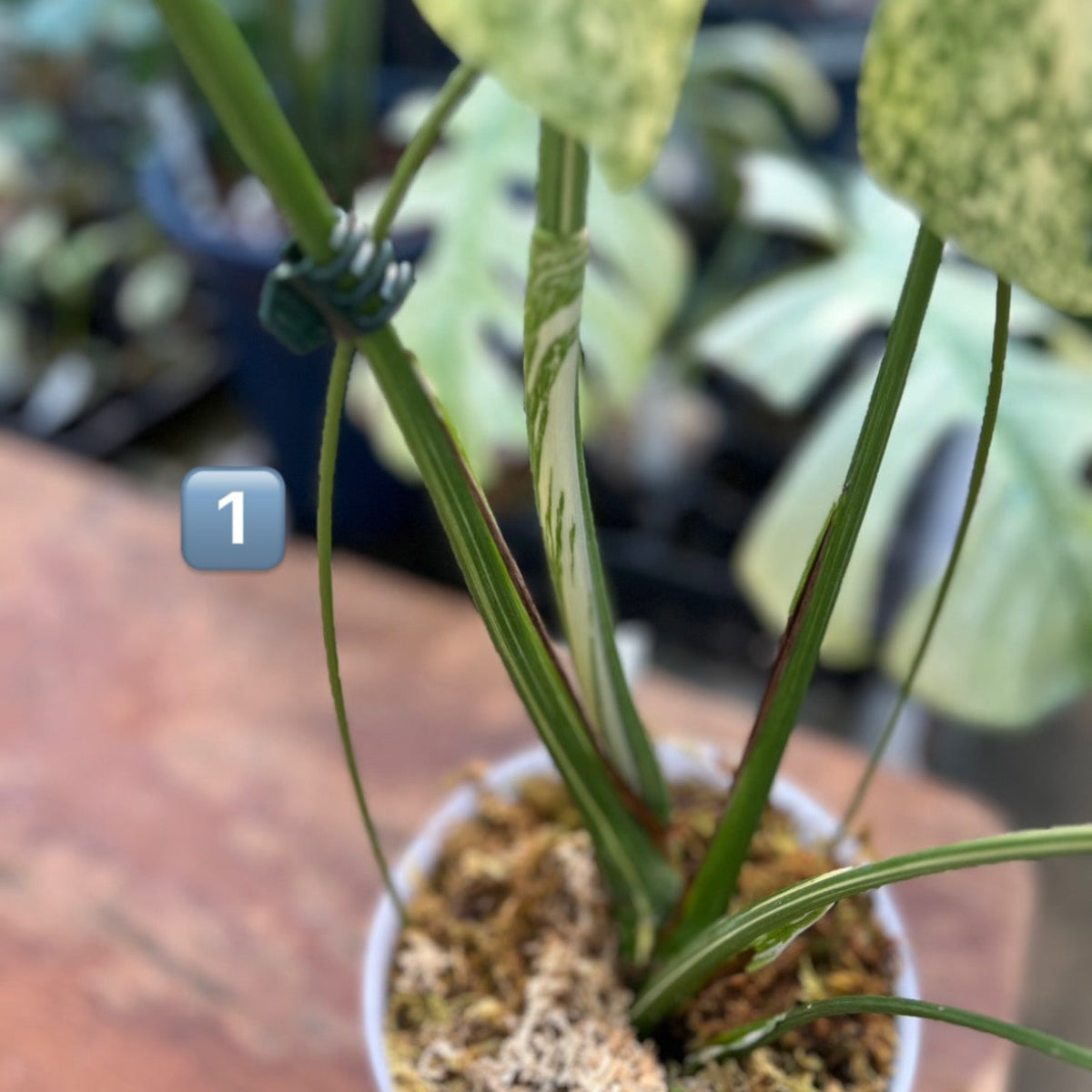 【希少】モンステラ・デリシオーサ　'タイコンステレーション【スターライト】'