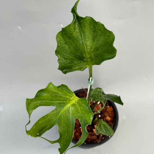 【タイナーセリー直売】モンステラ  デリシオーサ　'ユニアエ' トップカット【送料着払い】【163】