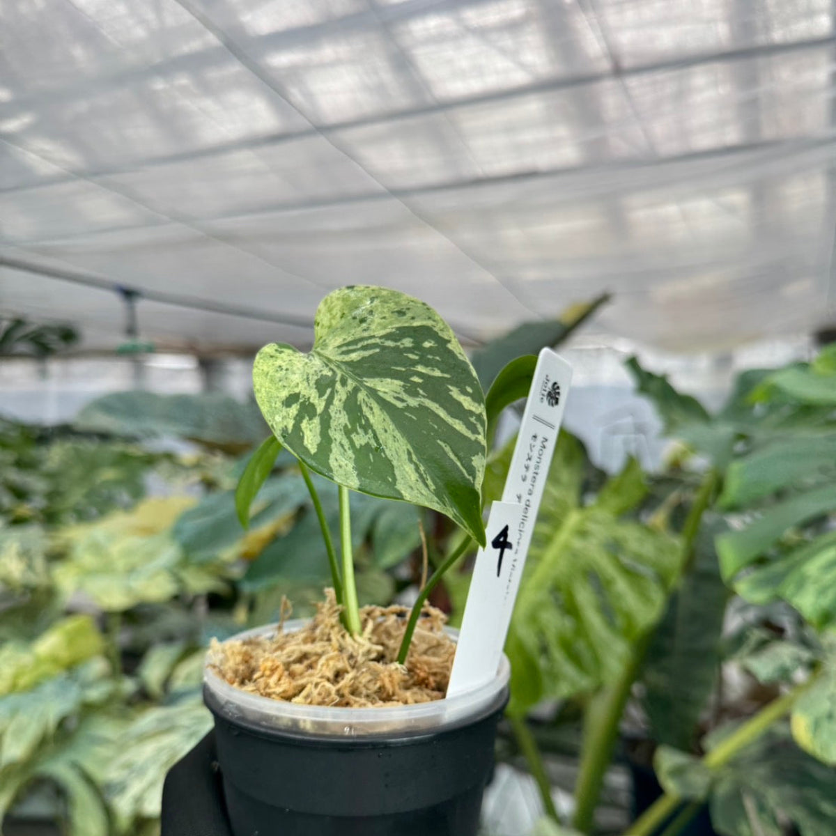 【希少/コレクション】モンステラ・デリシオーサ 'ベトシオーサ' TC苗順化済み