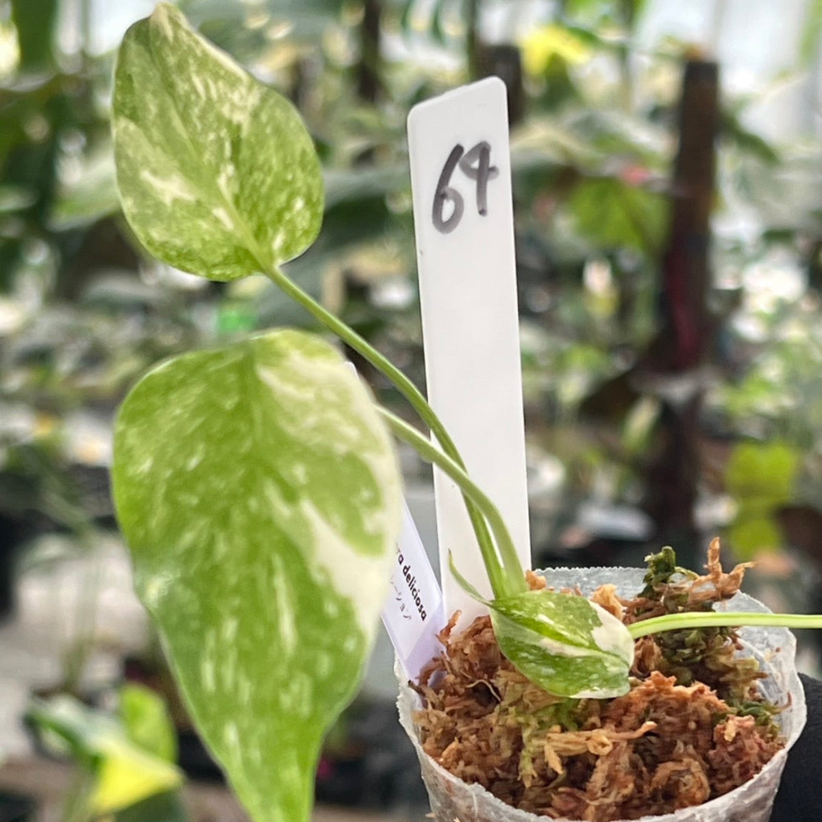 【シロウト園芸選抜株2号サイズ】モンステラ・デリシオーサ　'タイコンステレーション'