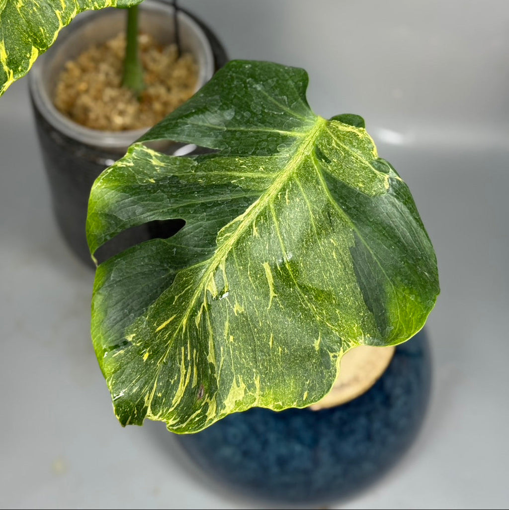 【予約販売7-77】モンステラ　デリシオーサ　'サンダーボルト'