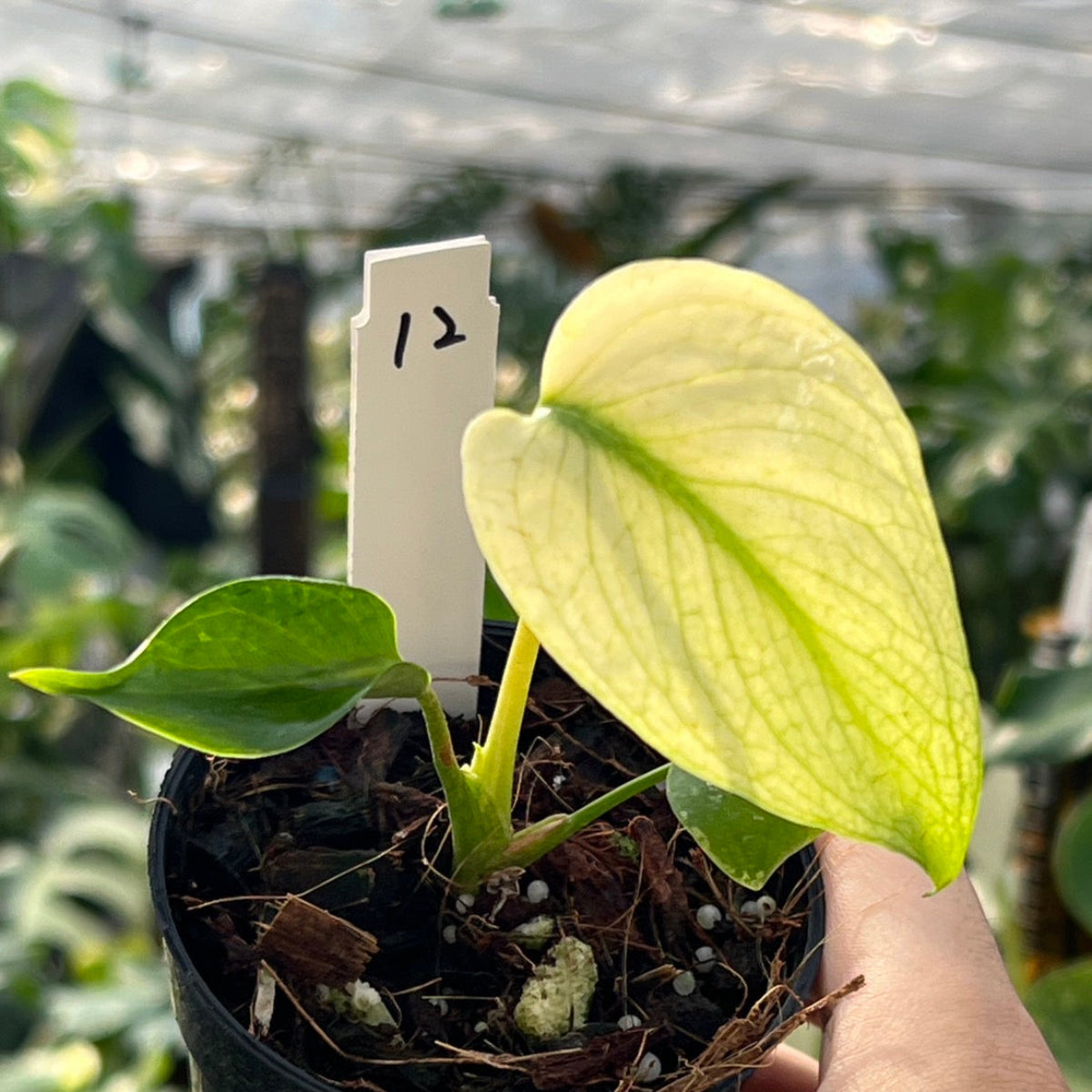 50%OFF【選抜】モンステラ デリシオーサ 'ホワイトモンスター – RARE