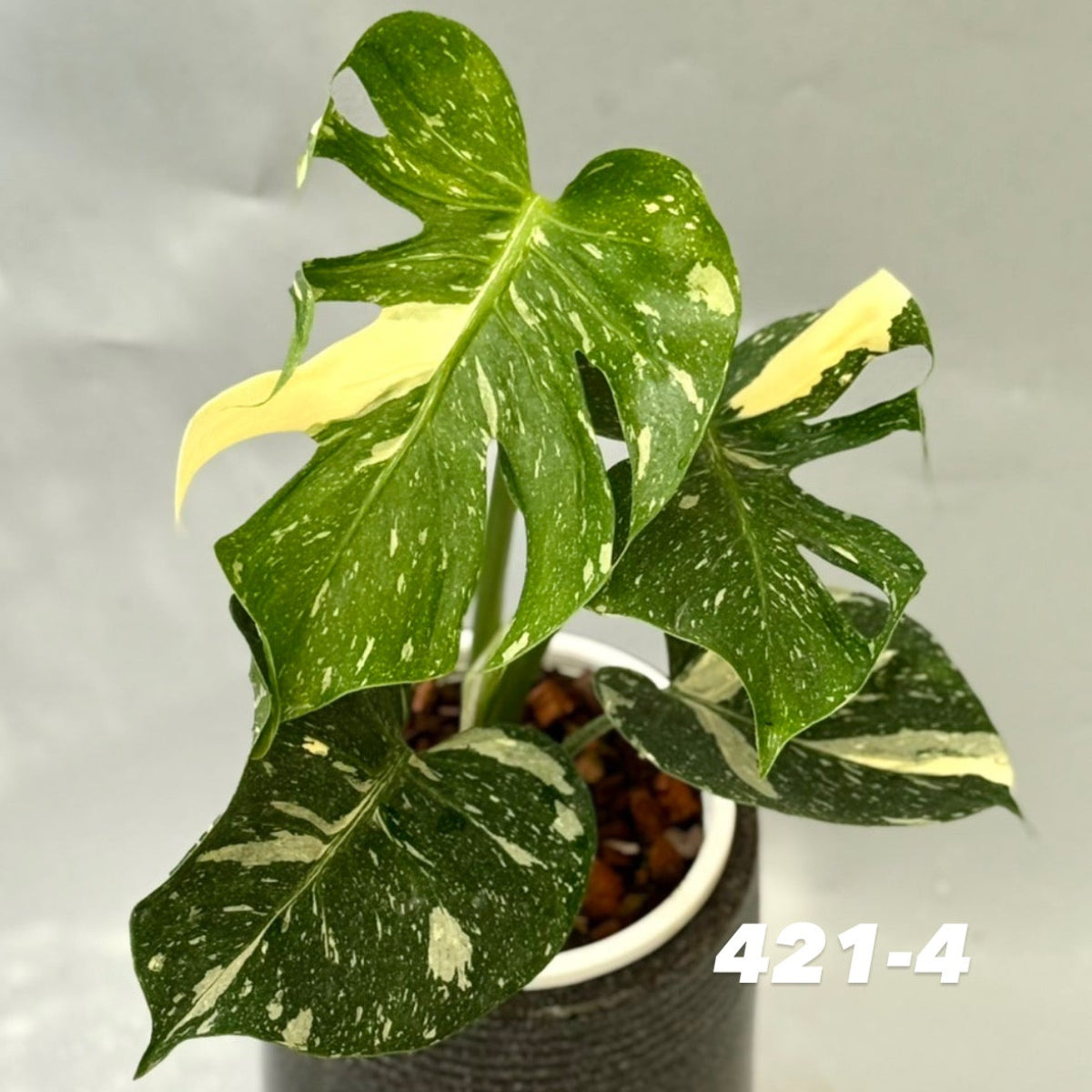 【予約販売7-421-1/2/3/4/5】モンステラ デリシオーサ 'メデューサ'