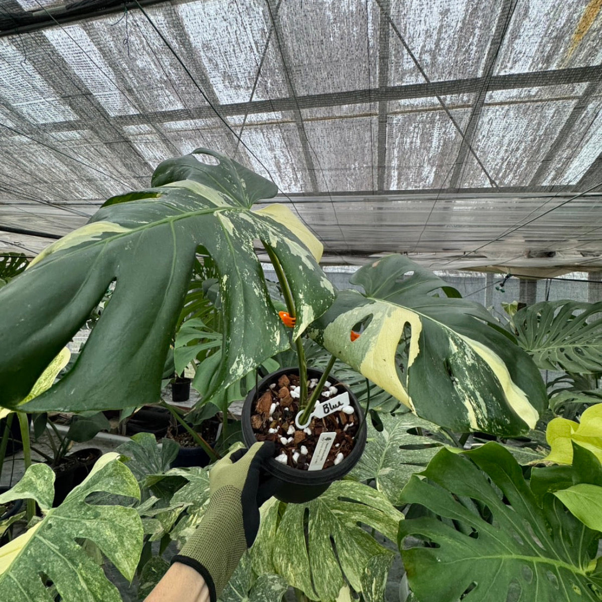 超激レア」 モンステラ デリシオーサ オーシャンミント 本物 トップ