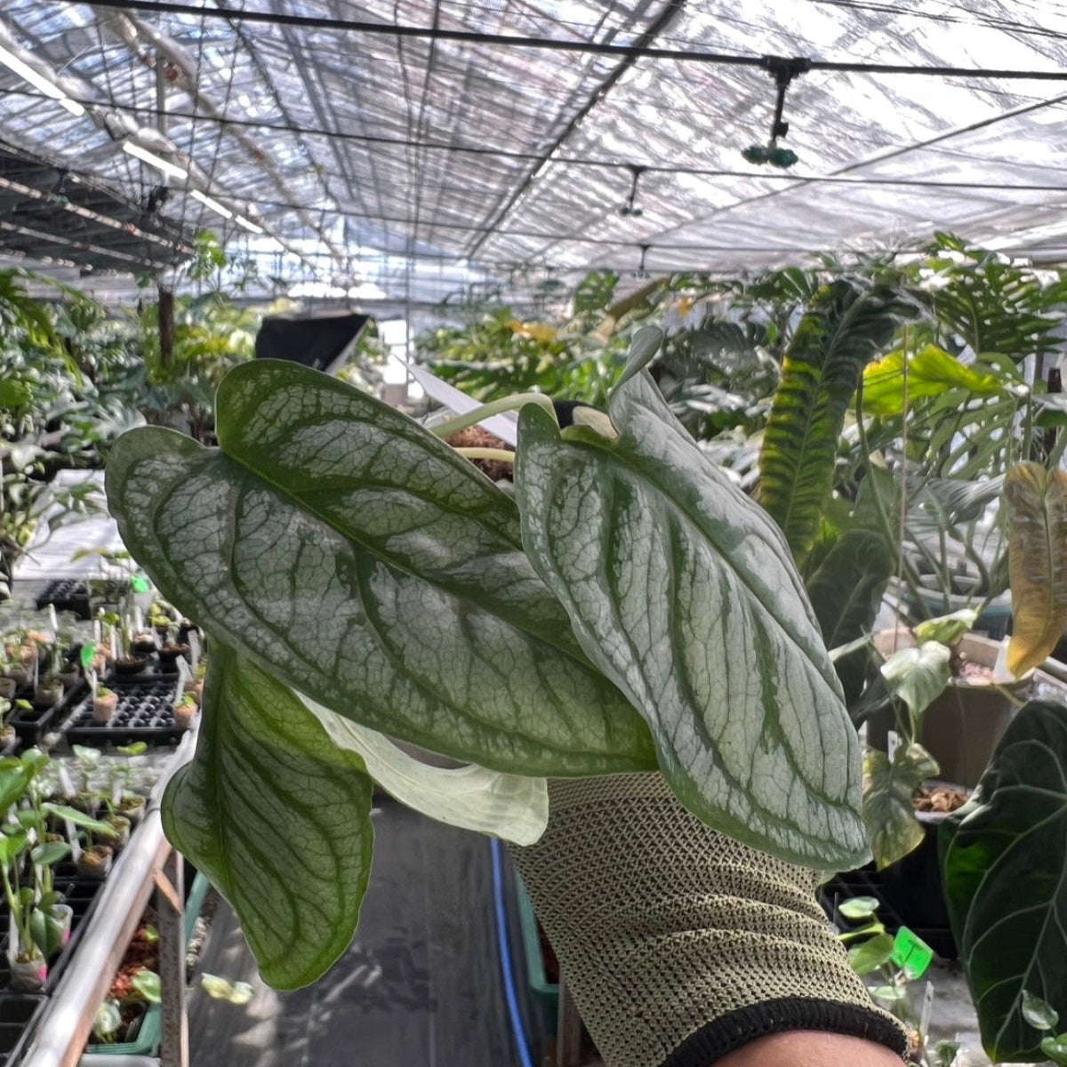 モンステラ シルテペカナ　2号　