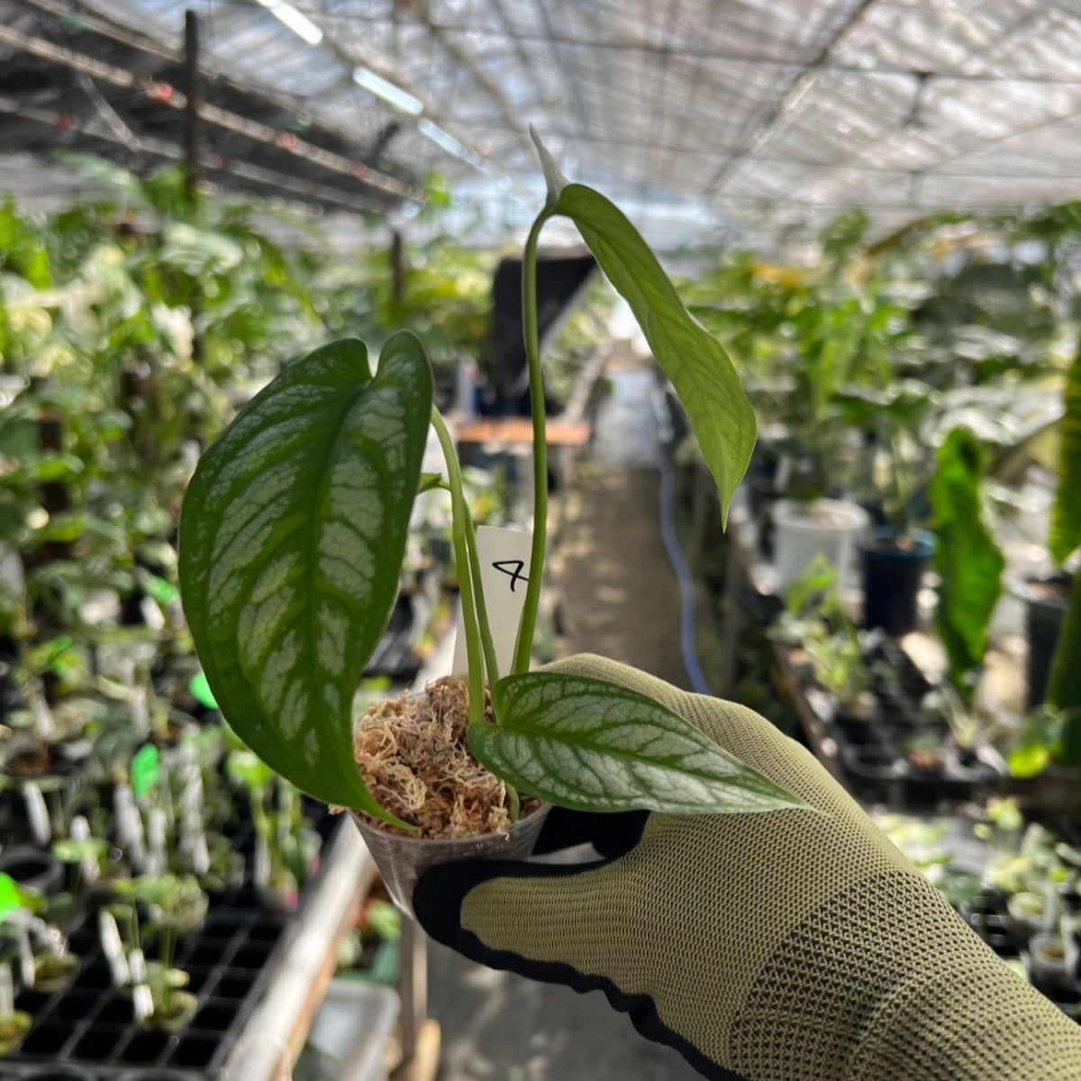 モンステラ シルテペカナ　2号　