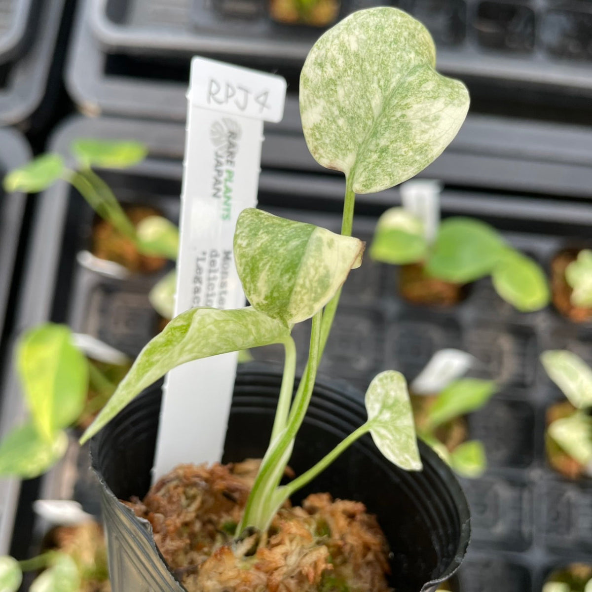 厳選】モンステラ デリシオーサ 'レガシー' 2号 – RARE PLANTS JAPAN