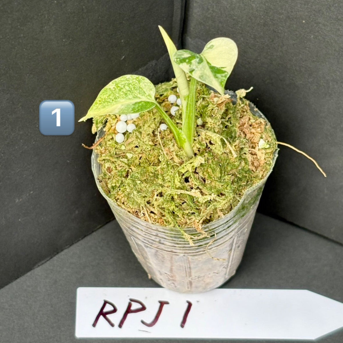商品 – Page 3 – RARE PLANTS JAPAN (レアプランツジャパン)