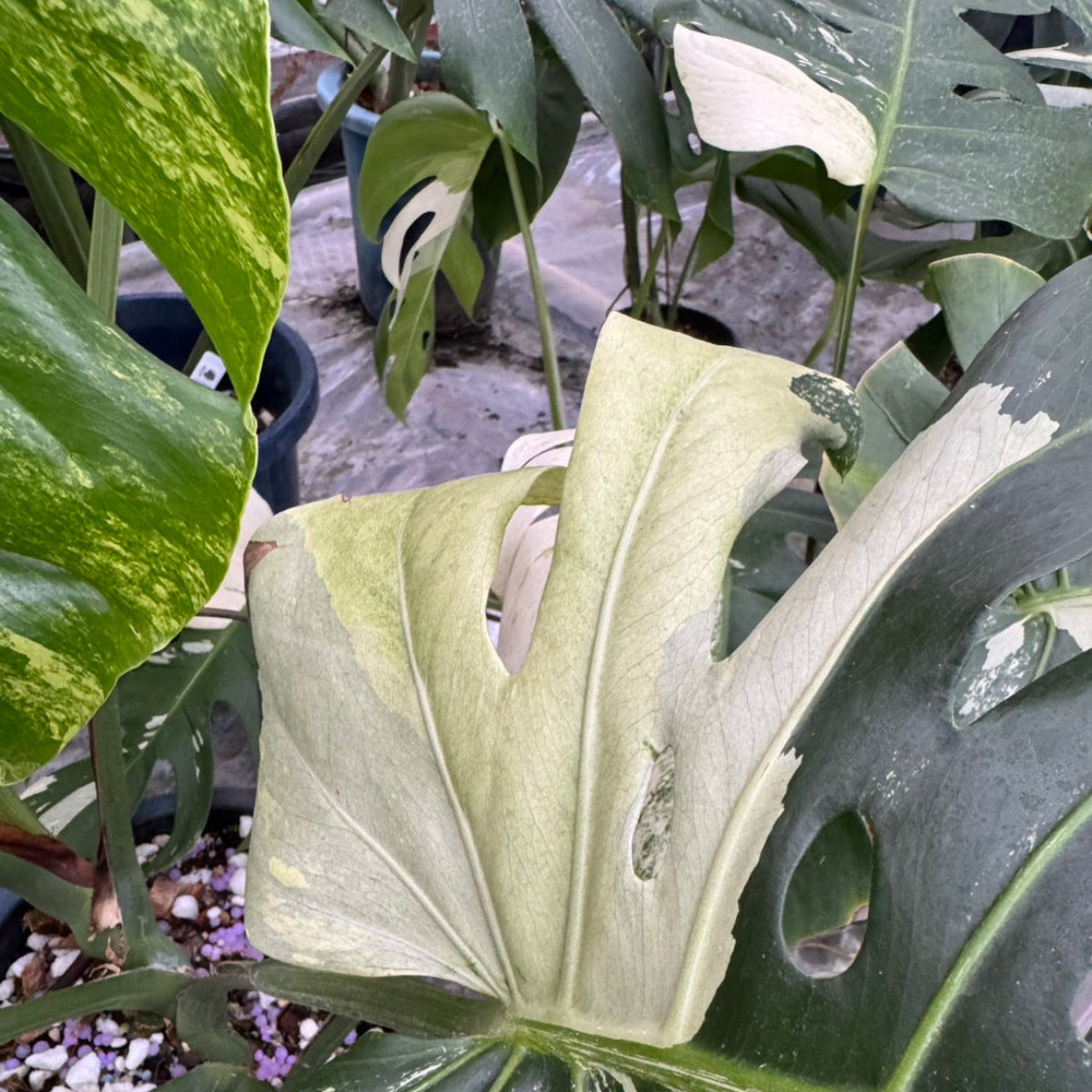 日本初?/激レア】モンステラ デリシオーサ 'ブルーミント' – RARE