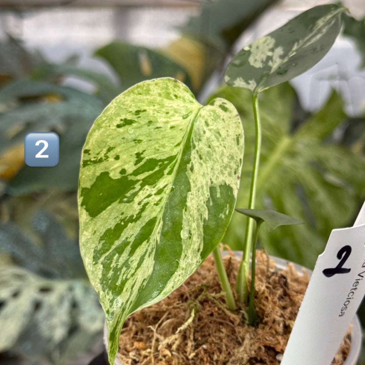 希少/コレクション】モンステラ・デリシオーサ 'ベトシオーサ' TC苗順