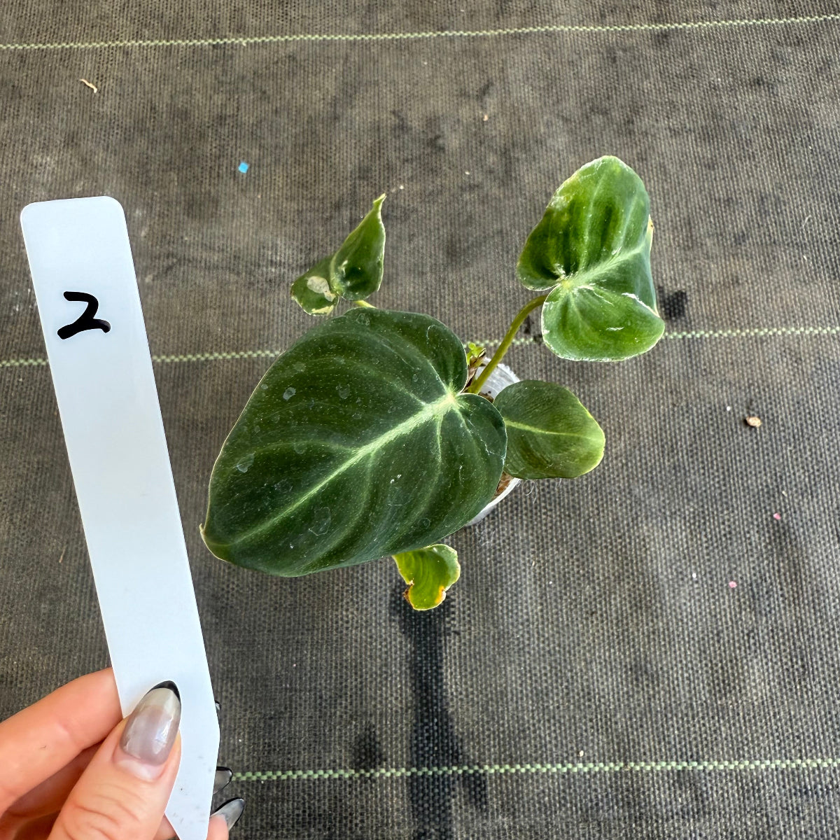 【発売再開】フィロデンドロン　アマゾンサンセット　2号サイズ