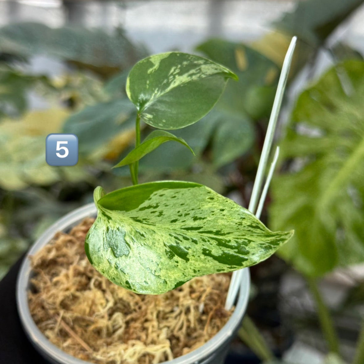 【希少/コレクション】モンステラ・デリシオーサ 'ベトシオーサ' TC苗順化済み