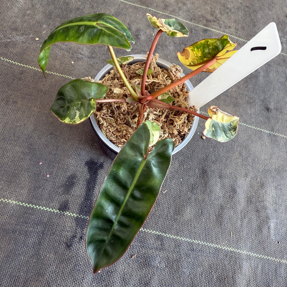 【再入荷】フィロデンドロン・ビレッティア 斑入り 3.5号サイズ