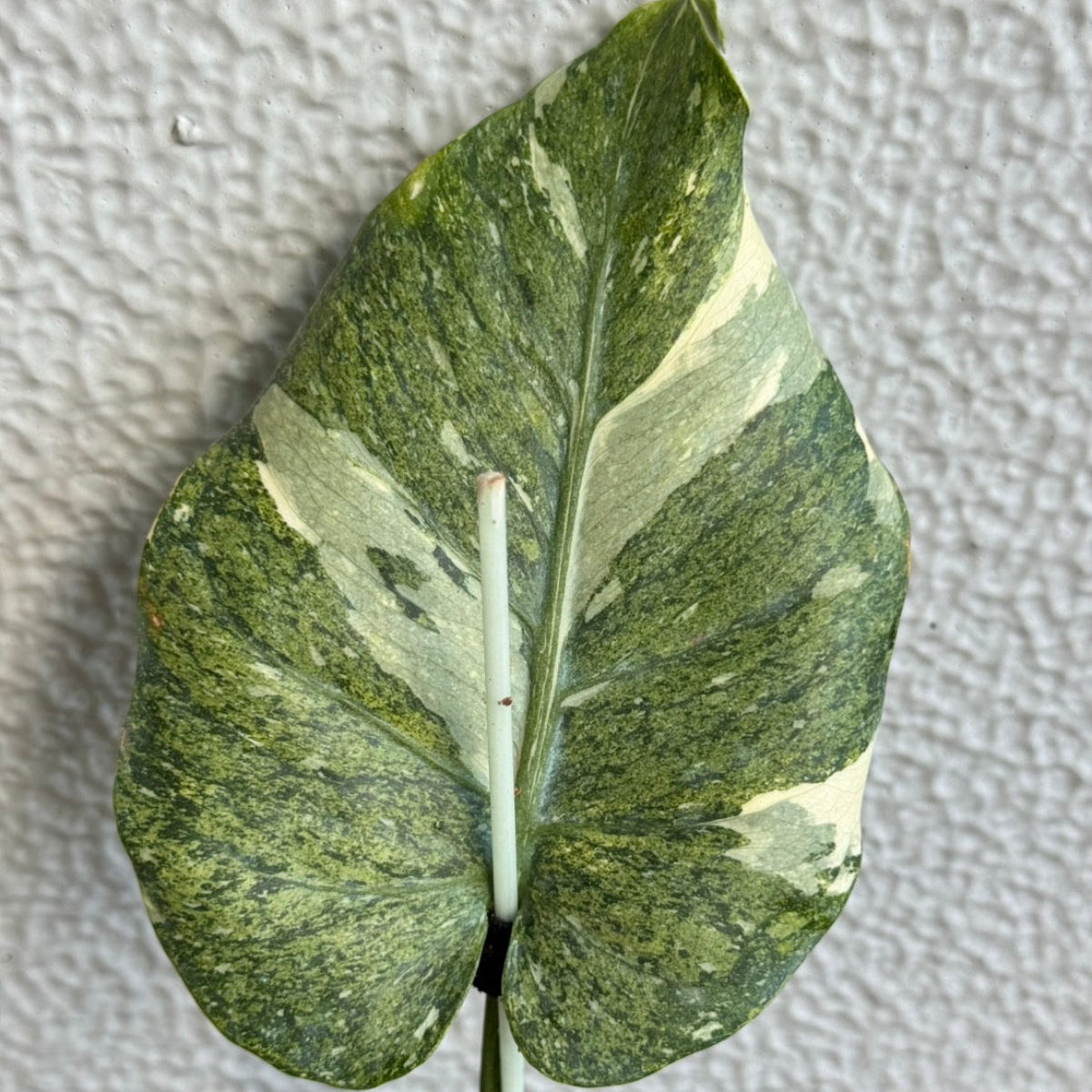 全植物一覧 – RARE PLANTS JAPAN (レアプランツジャパン)