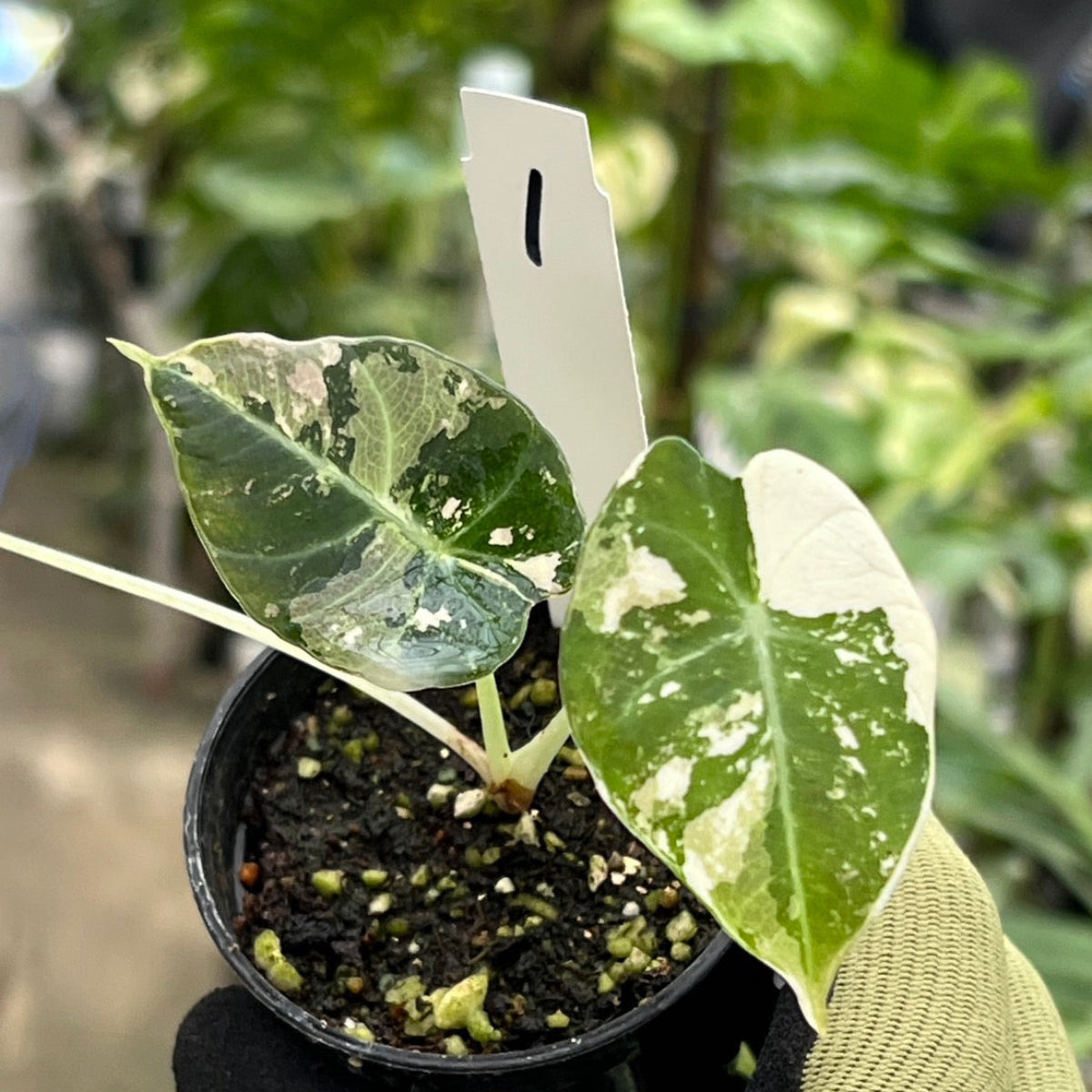 【セール】アロカシア・レギヌラ  'ブラックベルベット'  ピンク斑入り　3号サイズ