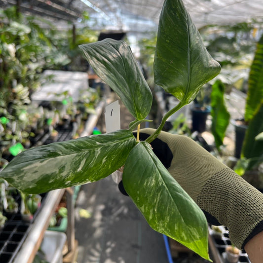 モンステラ・レクレリアナ バリエガータ 斑入り 2号