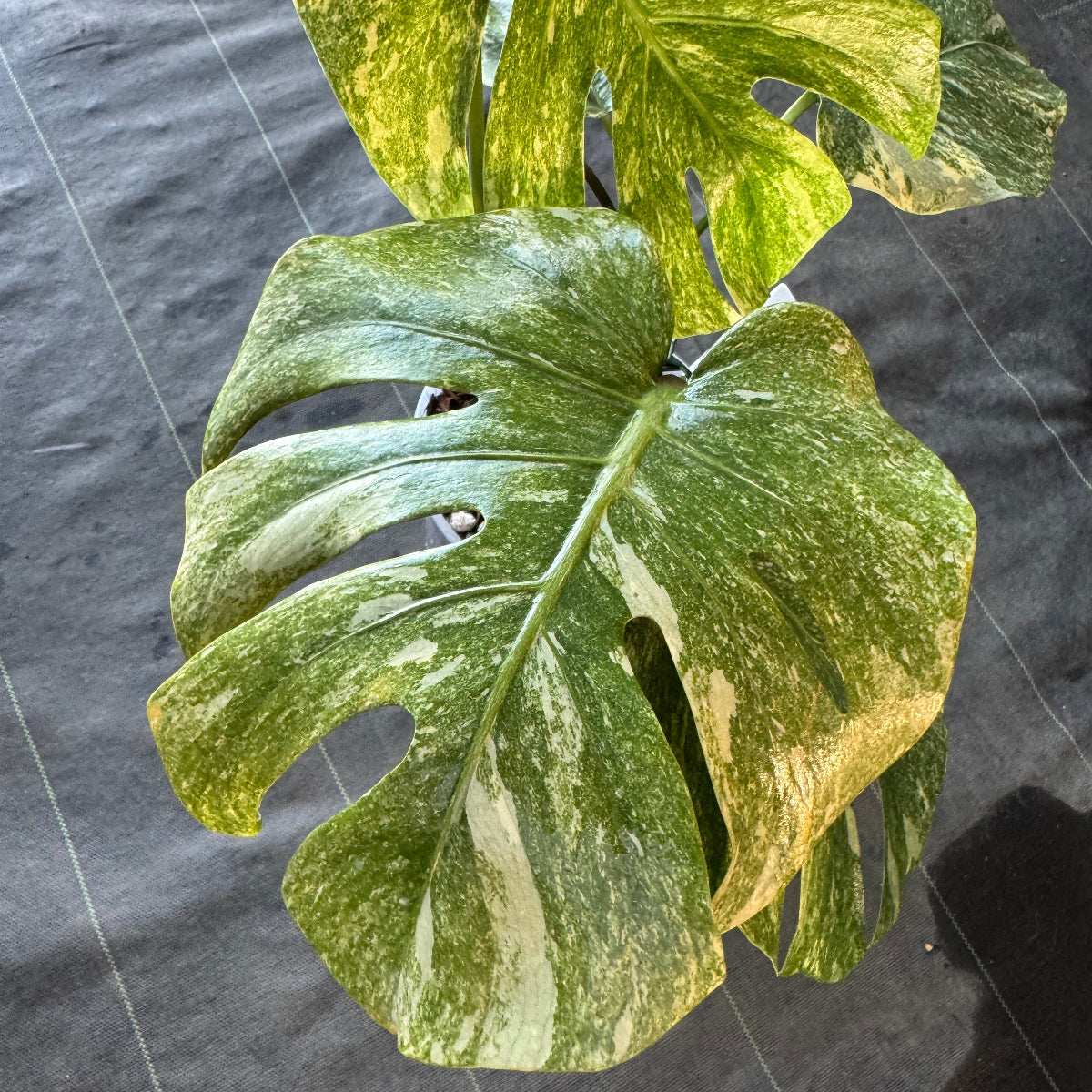 【希少】モンステラ デリシオーサ  'レガシー' カット苗　発根確認済