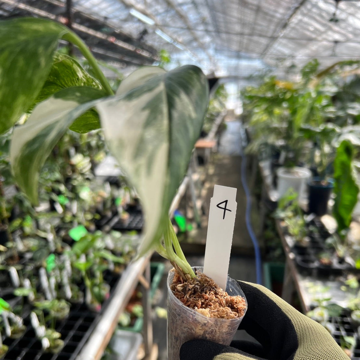 モンステラ・レクレリアナ バリエガータ 斑入り 2号