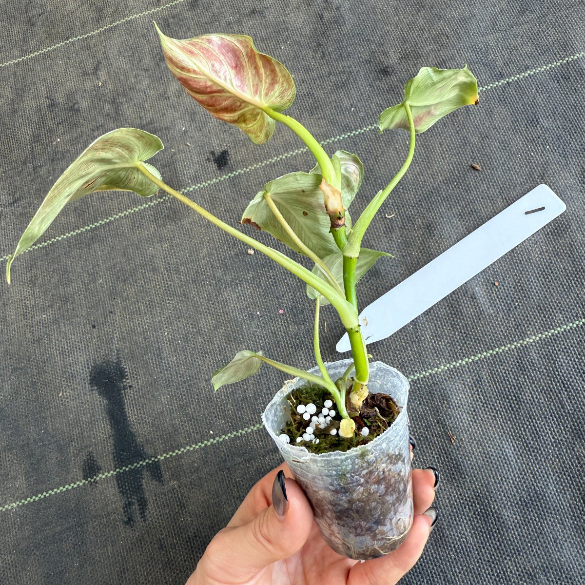 【発売再開】フィロデンドロン　アマゾンサンセット　2号サイズ