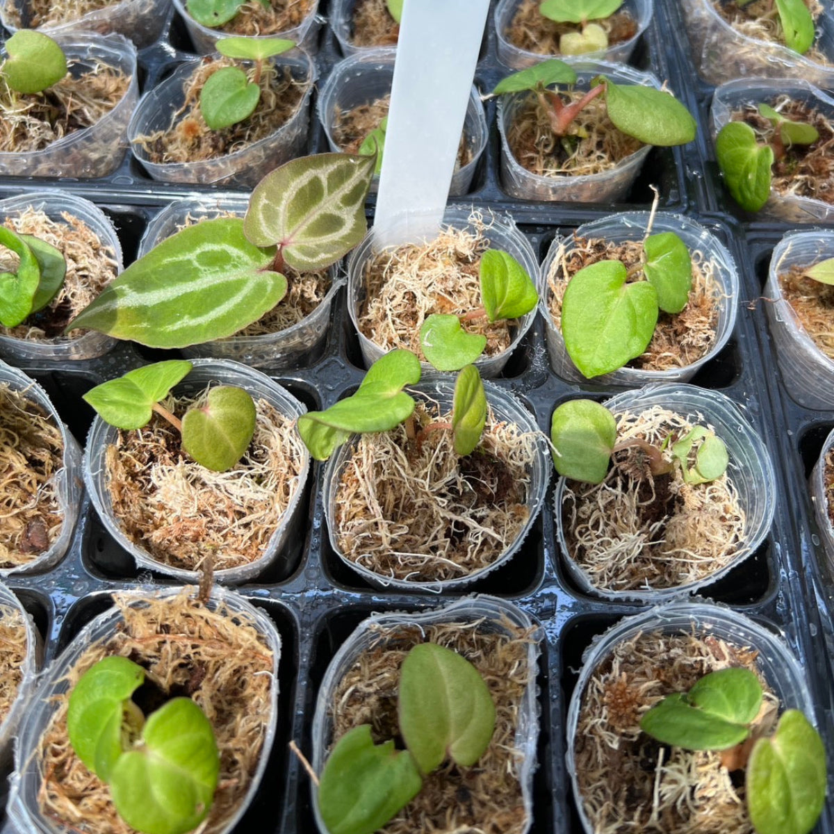 アンスリウム Anthurium ‘Dark Phoenix’