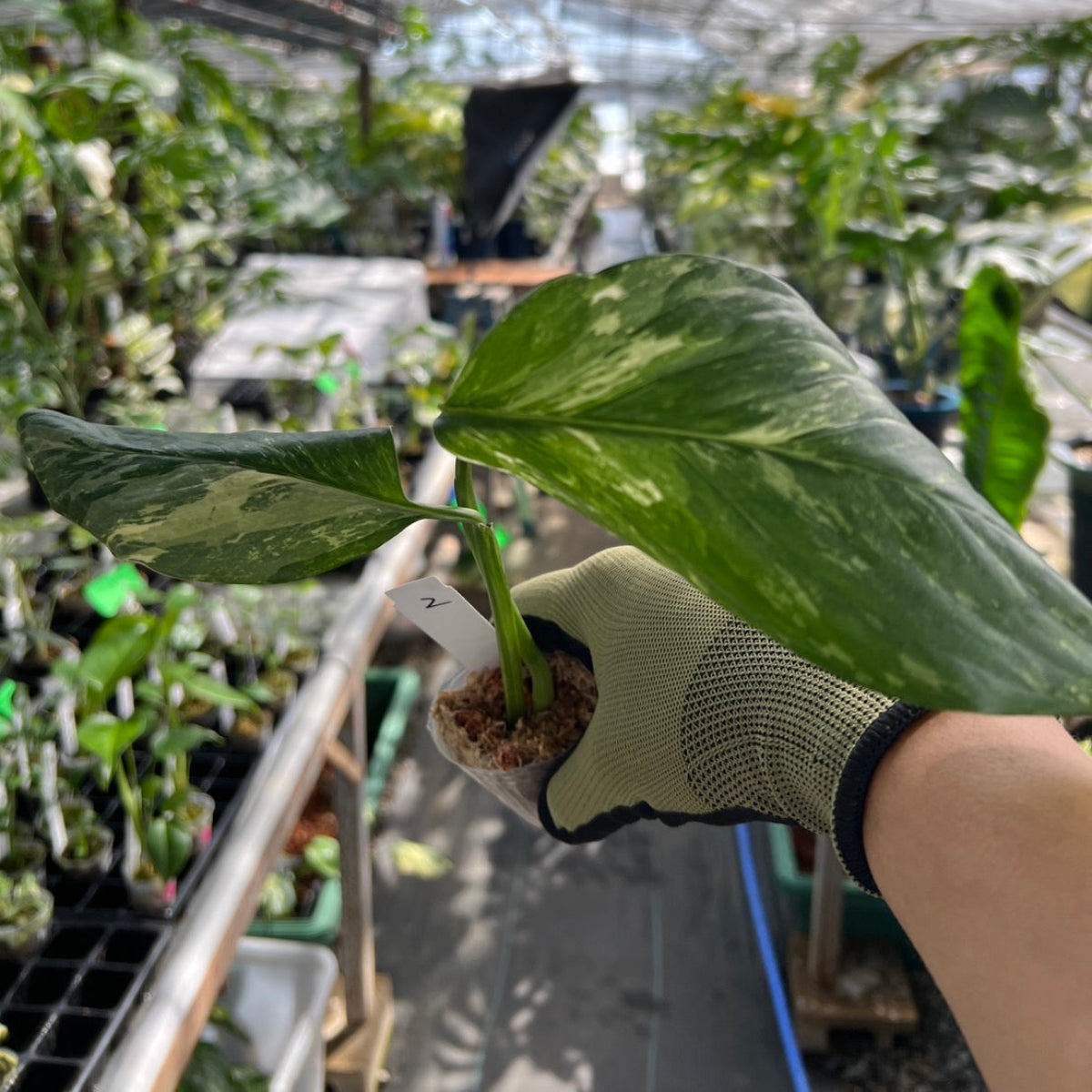 【現品・鉢まま出荷】希少　モンステラ　レクレリアナ　バリエガータ② 現品・鉢まま出荷】希少 モンステラ レクレリアナ バリエガータ②