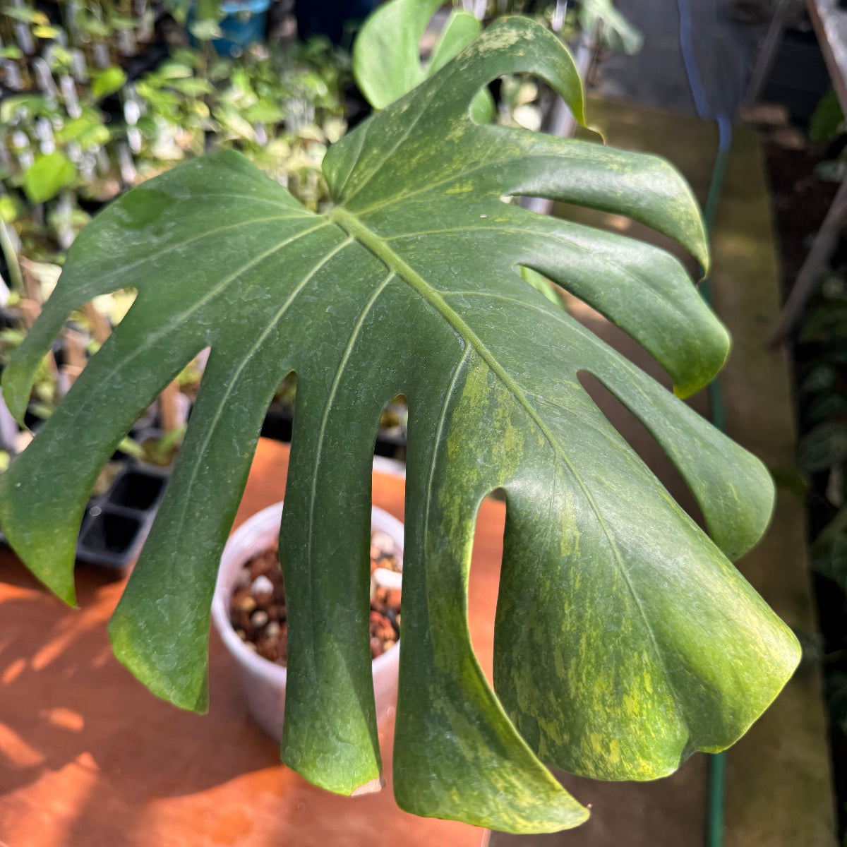 モンステラ Monstera – RARE PLANTS JAPAN (レアプランツジャパン)