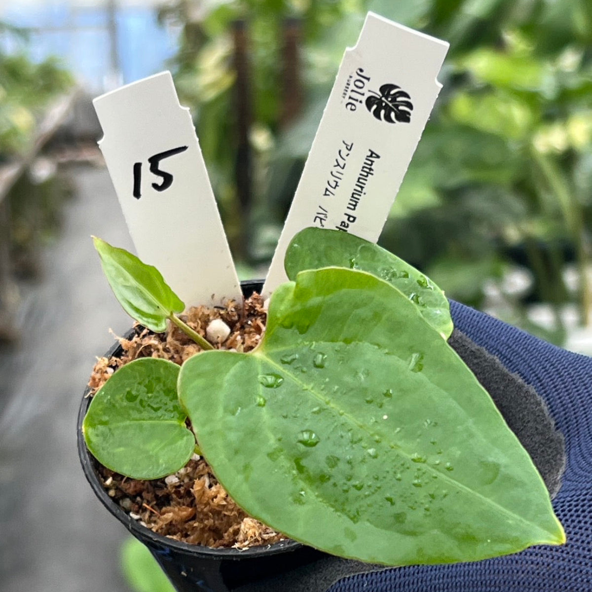 希少株】アンスリウム PAP x RL 斑入り未確認 – RARE PLANTS
