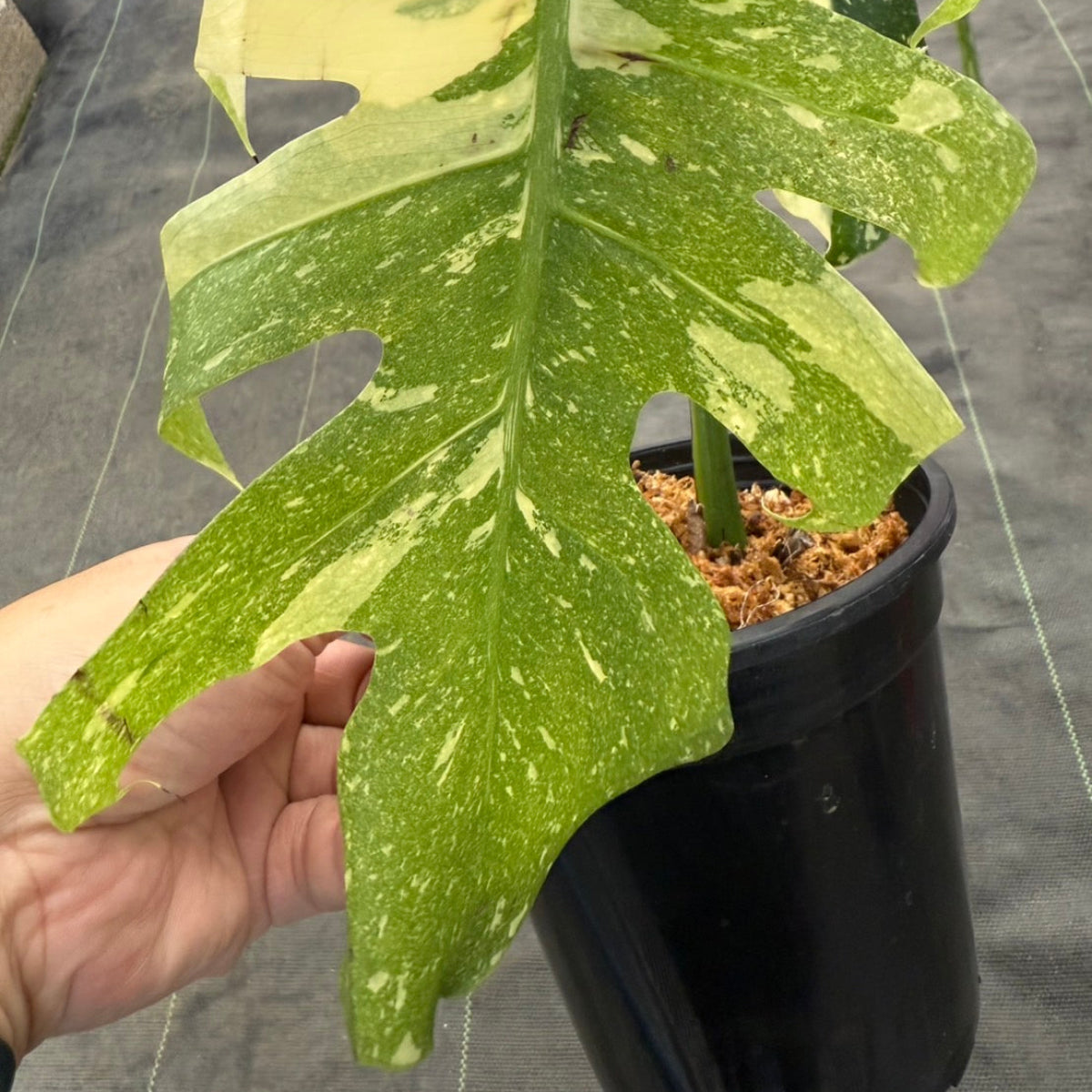 コレクション/希少】モンステラ デリシオーサ 'スターライト' – RARE