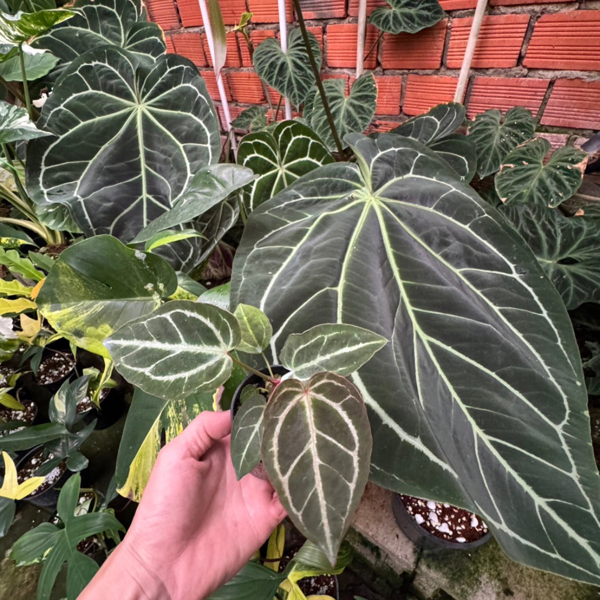 セール】アンスリウム・ミナハサ オリジナル実生 3.5号 – RARE PLANTS