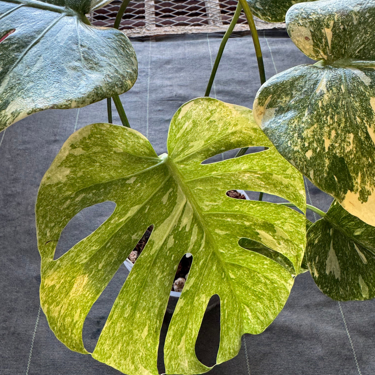 【希少】モンステラ デリシオーサ  'レガシー' カット苗　発根確認済