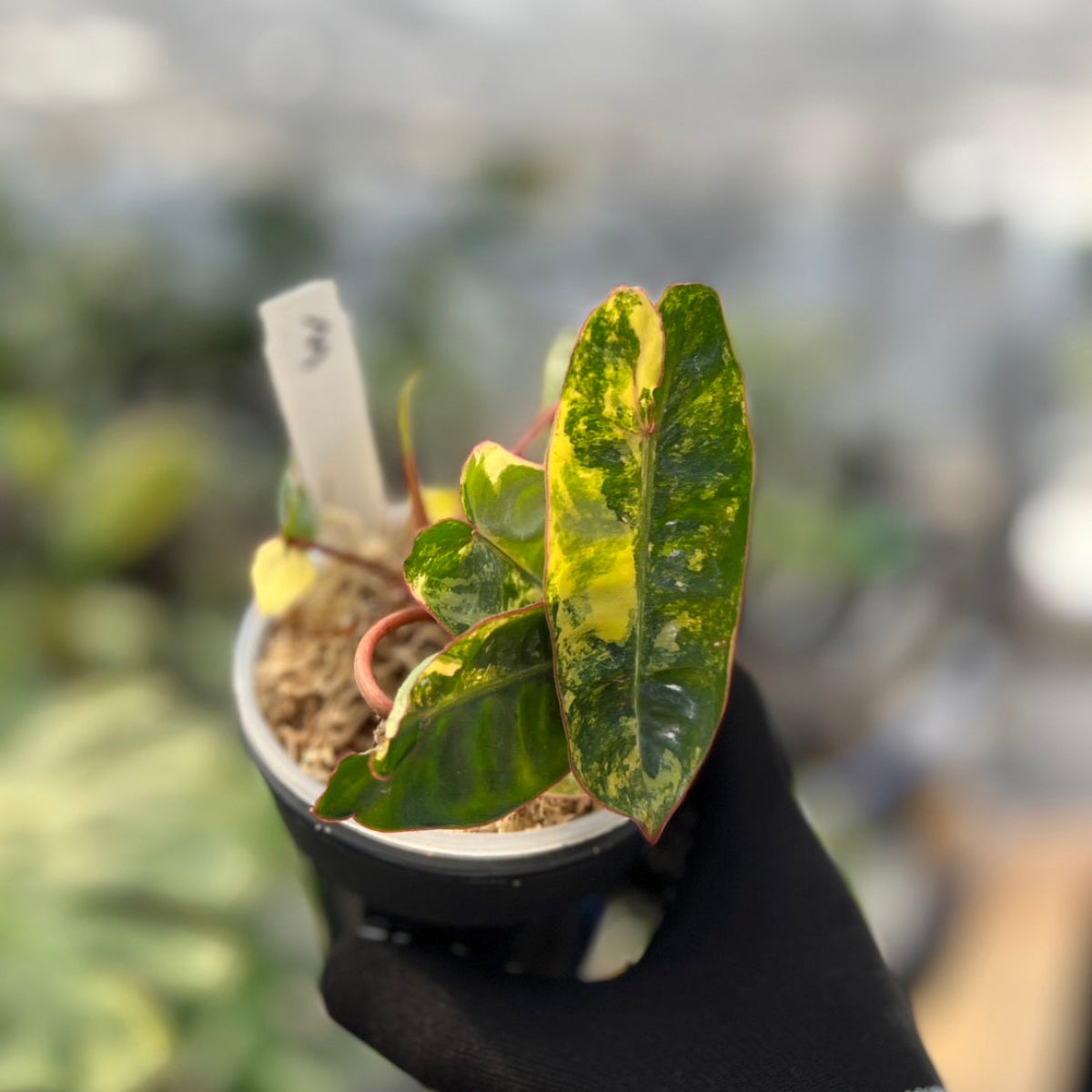 フィロデンドロン・ビレッティア 斑入り 3.5号サイズ – RARE PLANTS