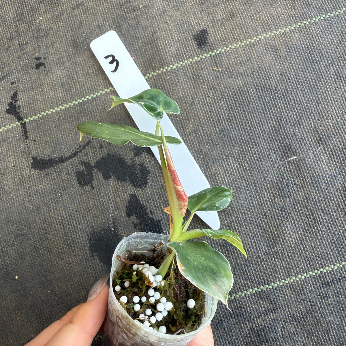 【発売再開】フィロデンドロン　アマゾンサンセット　2号サイズ