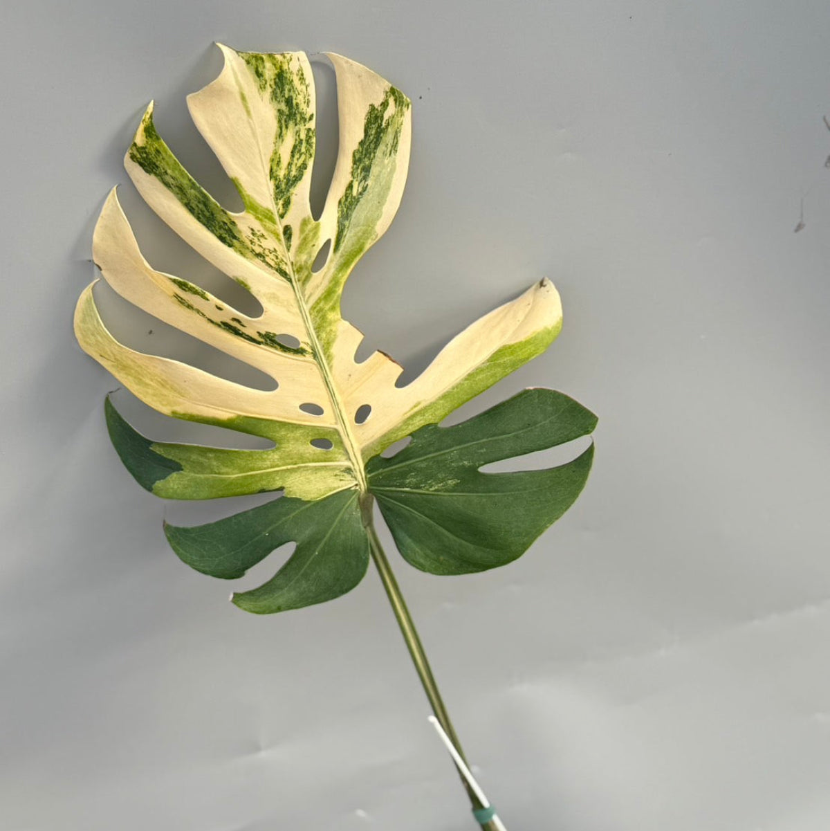 観葉植物 – RARE PLANTS JAPAN (レアプランツジャパン)