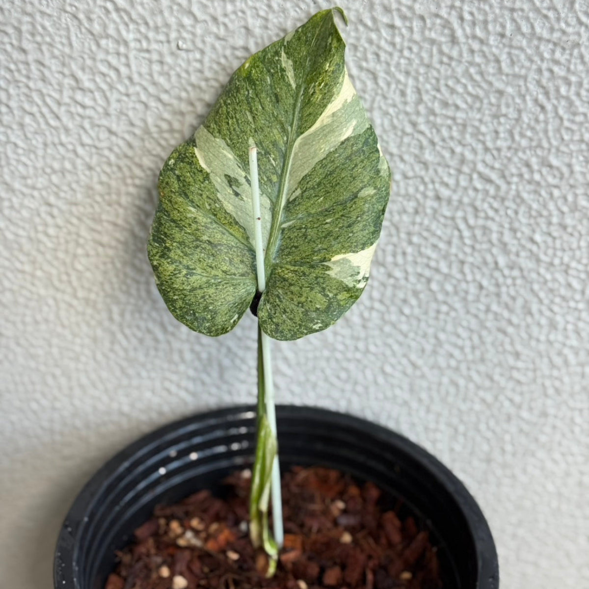 全植物一覧 – RARE PLANTS JAPAN (レアプランツジャパン)