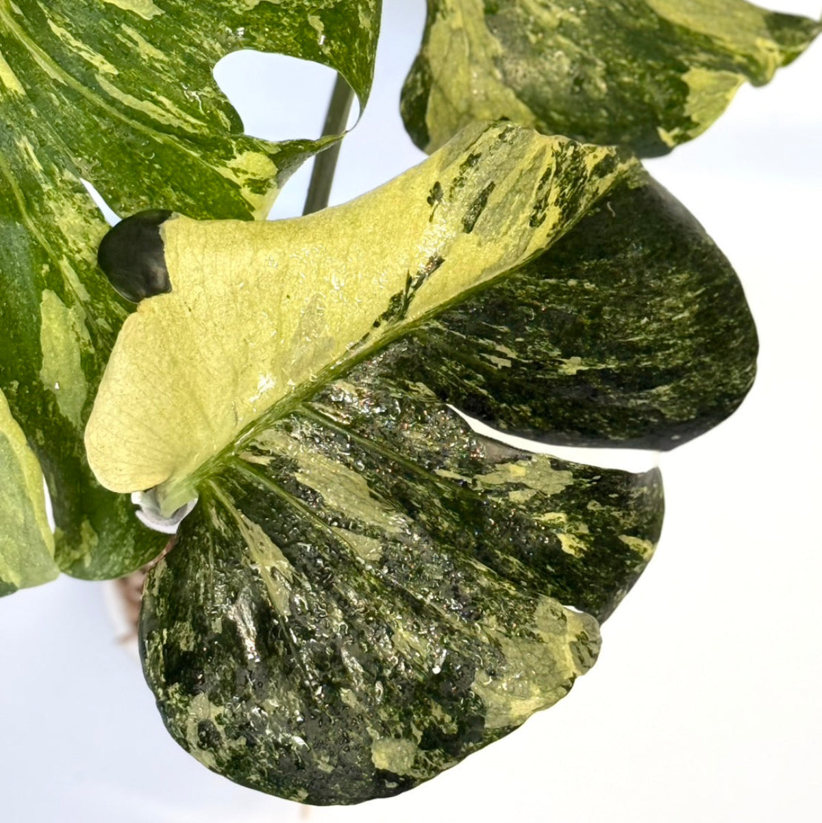 【タイナーセリー直売】モンステラ  デリシオーサ　'オーシャンミント'トップカット【送料着払い】【162】